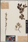 Foto von Salix aurita L. x Salix lapponum L.